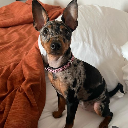 jasper_minpin jasper_minpin