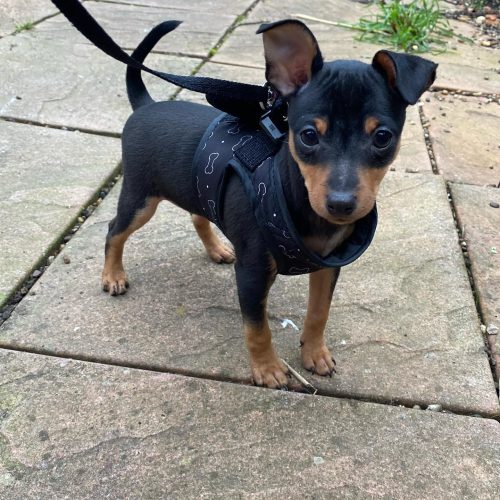 reuben_minpin_272800294_660787452038561_7817600088398253670_n